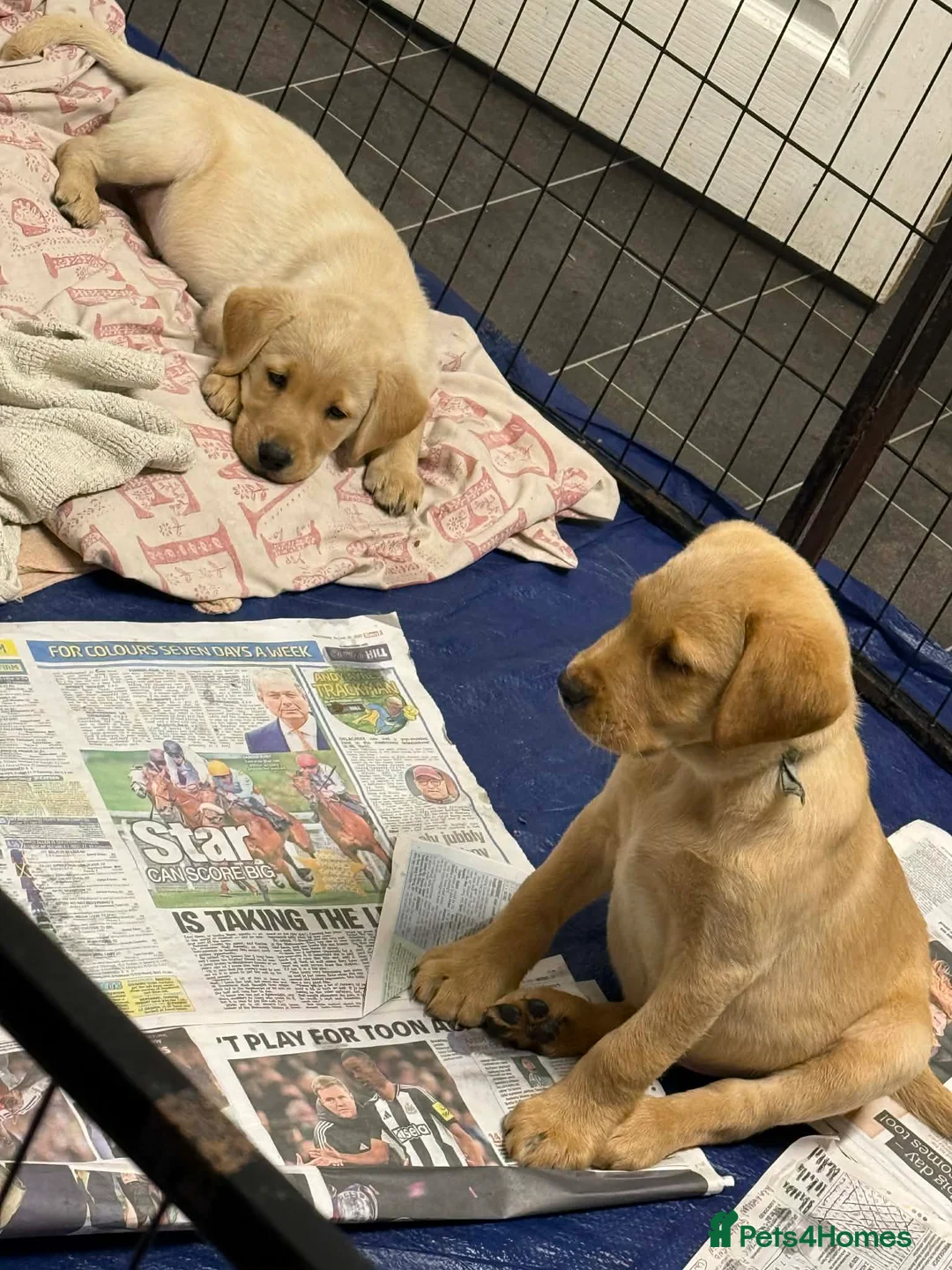 Labrador Retriever dogs for sale: Pure bred labrador puppies - Advert 15