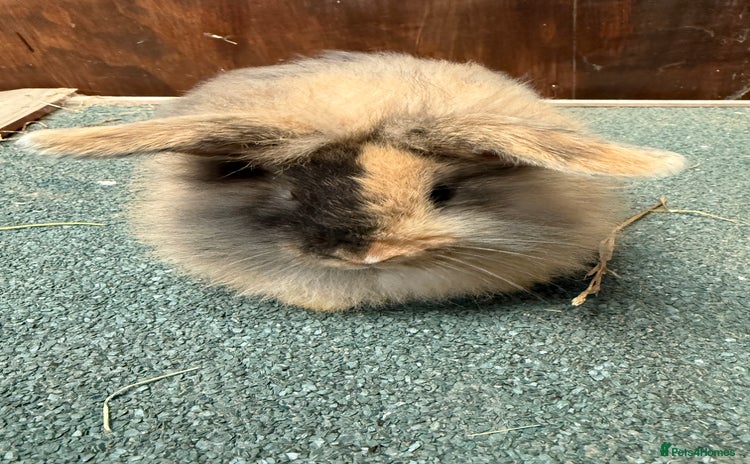 Mini Lion Lop rabbits - Advert 1