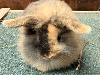 Mini Lion Lop rabbits for sale - Advert 1