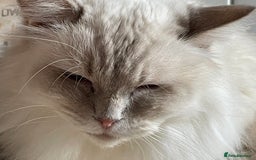 Ragdoll cats for sale: Ready to retire  - Image 14