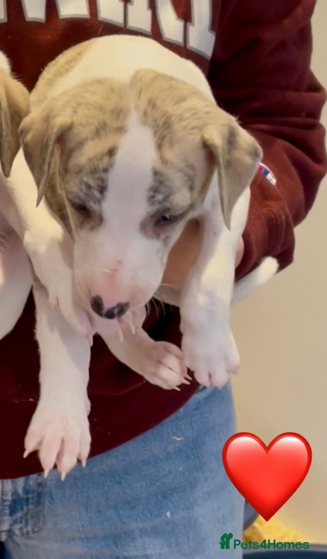 Whippet dogs for sale: AVAILABLE Kc reg healthy, sweet, gentle whippets - Advert 36