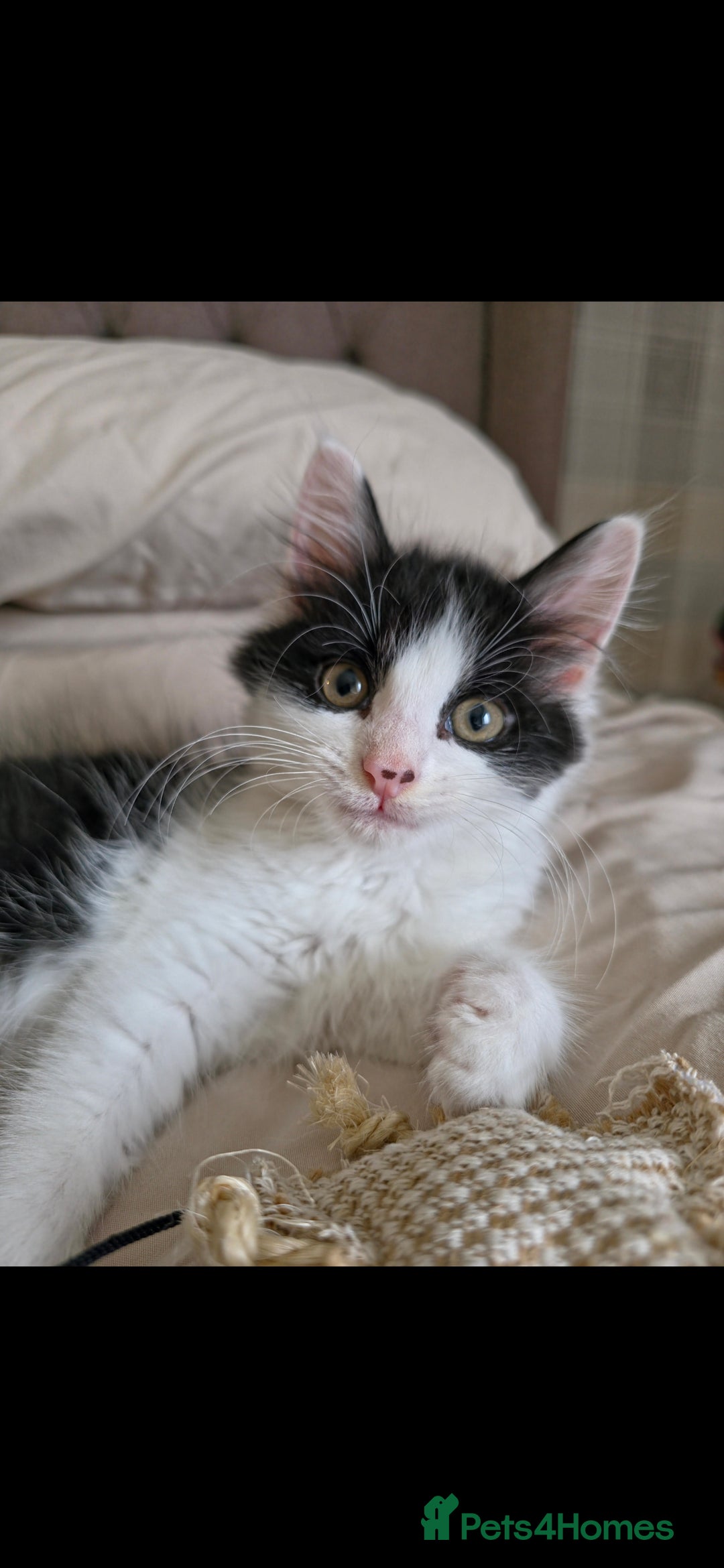Domestic Shorthair cats for sale: 3 female kittens *READ DESCRIPTION* - Image 9