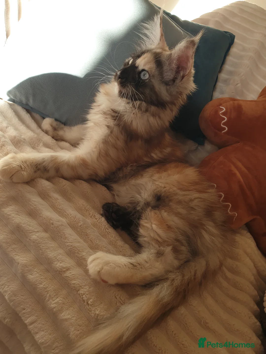 Maine Coon cats for sale: Maine coon girl 💛💙 - Advert 10