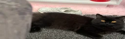 British Shorthair cats for sale: Black British Shorty hair (Zelda) for Sale in Manchester - Advert 4