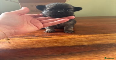 Chihuahua dogs - Advert 6