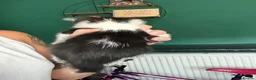 Mixed Breed cats for sale: Male and female kitten - Advert 5