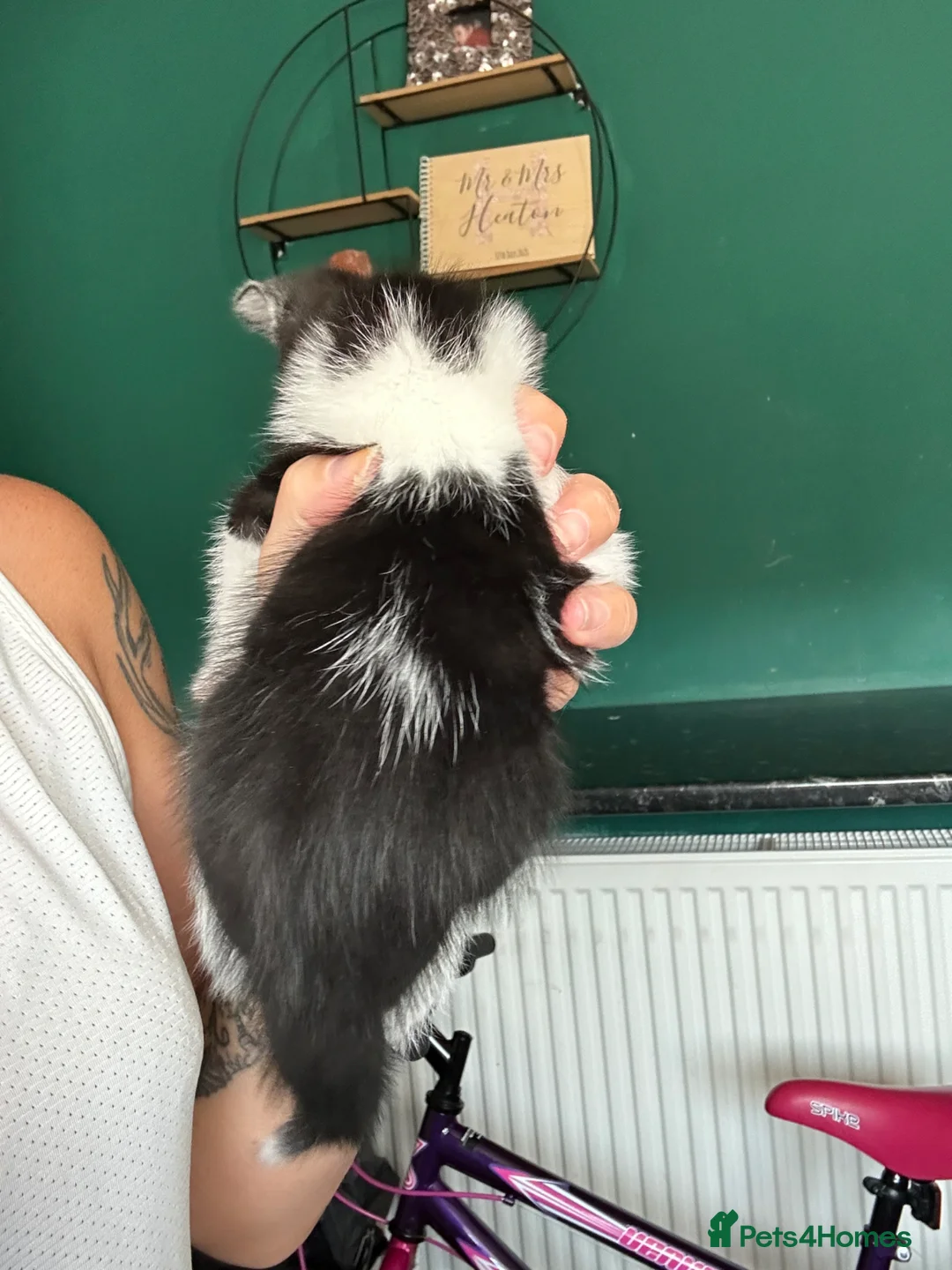 Mixed Breed cats for sale: Male and female kitten - Advert 5