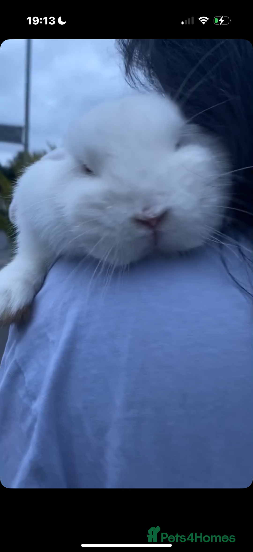 Mini Lop rabbits for sale: Cute, friendly white female mini lop bunny  - Advert 10