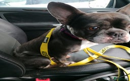 Mixed Breed dogs for adoption: ❤️Binx - 3 yo Frenchie x Boston terrier girl ❤️ - Image 18