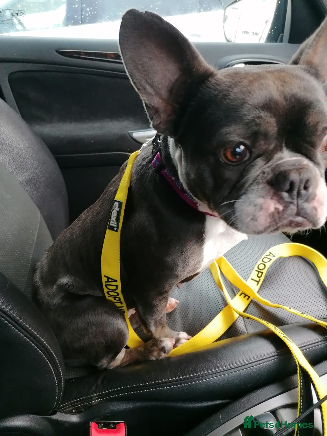 Mixed Breed dogs for adoption: ❤️Binx - 3 yo Frenchie x Boston terrier girl ❤️ - Image 18