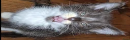 Mixed Breed cats for sale: Bengal x maincoon - Advert 3
