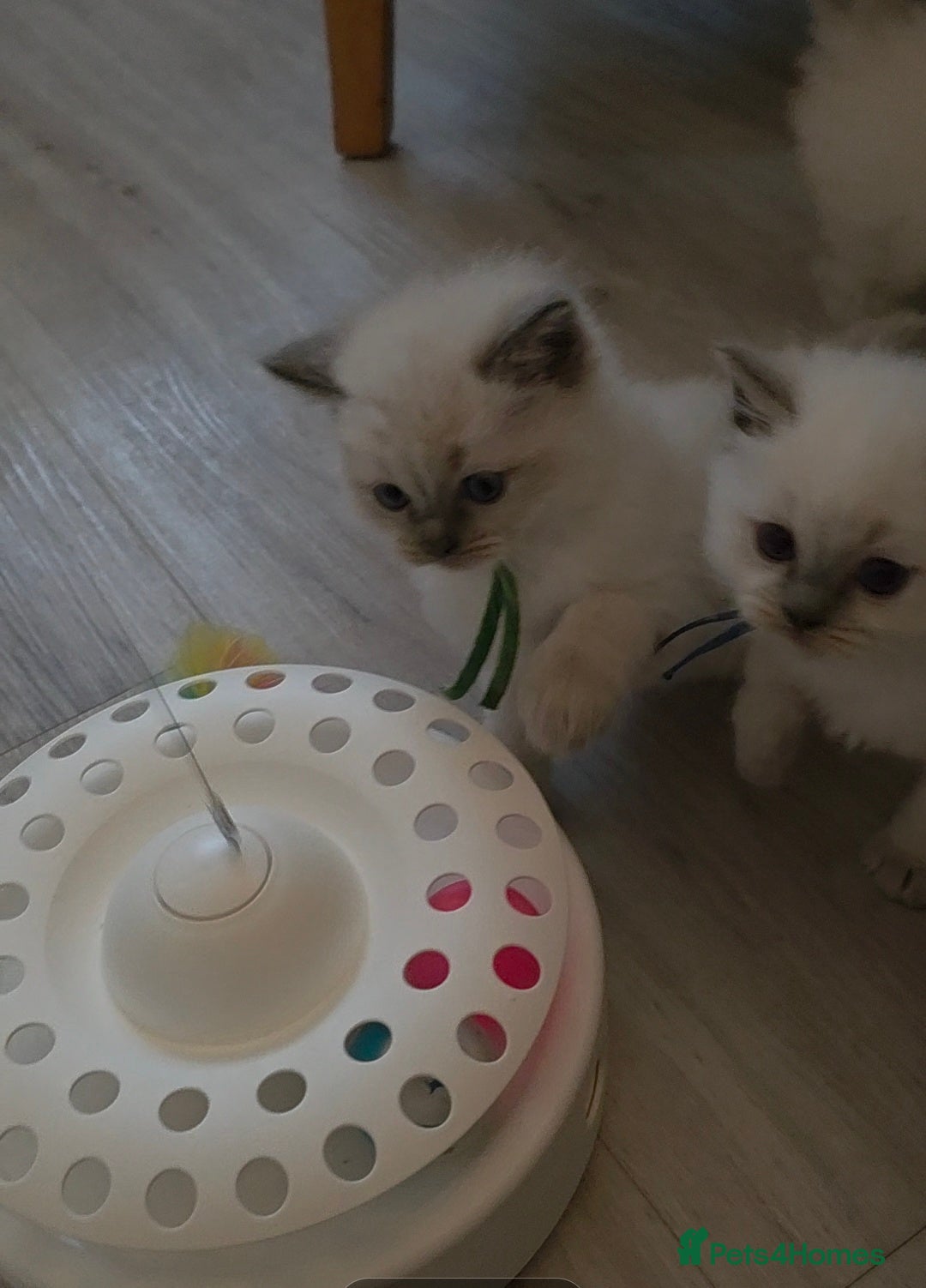 Ragdoll cats for sale: Blue mitted 🐾 Ragdoll kittens 😻 - Image 5