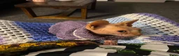 Sphynx cats for sale: 2 year old Sphynx  - Advert 3