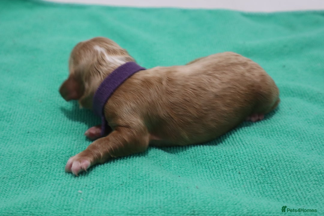 Cockapoo dogs for sale: 5 * BREEDERS, ELITE COCKAPOOS F1 PUPPIES - Advert 4