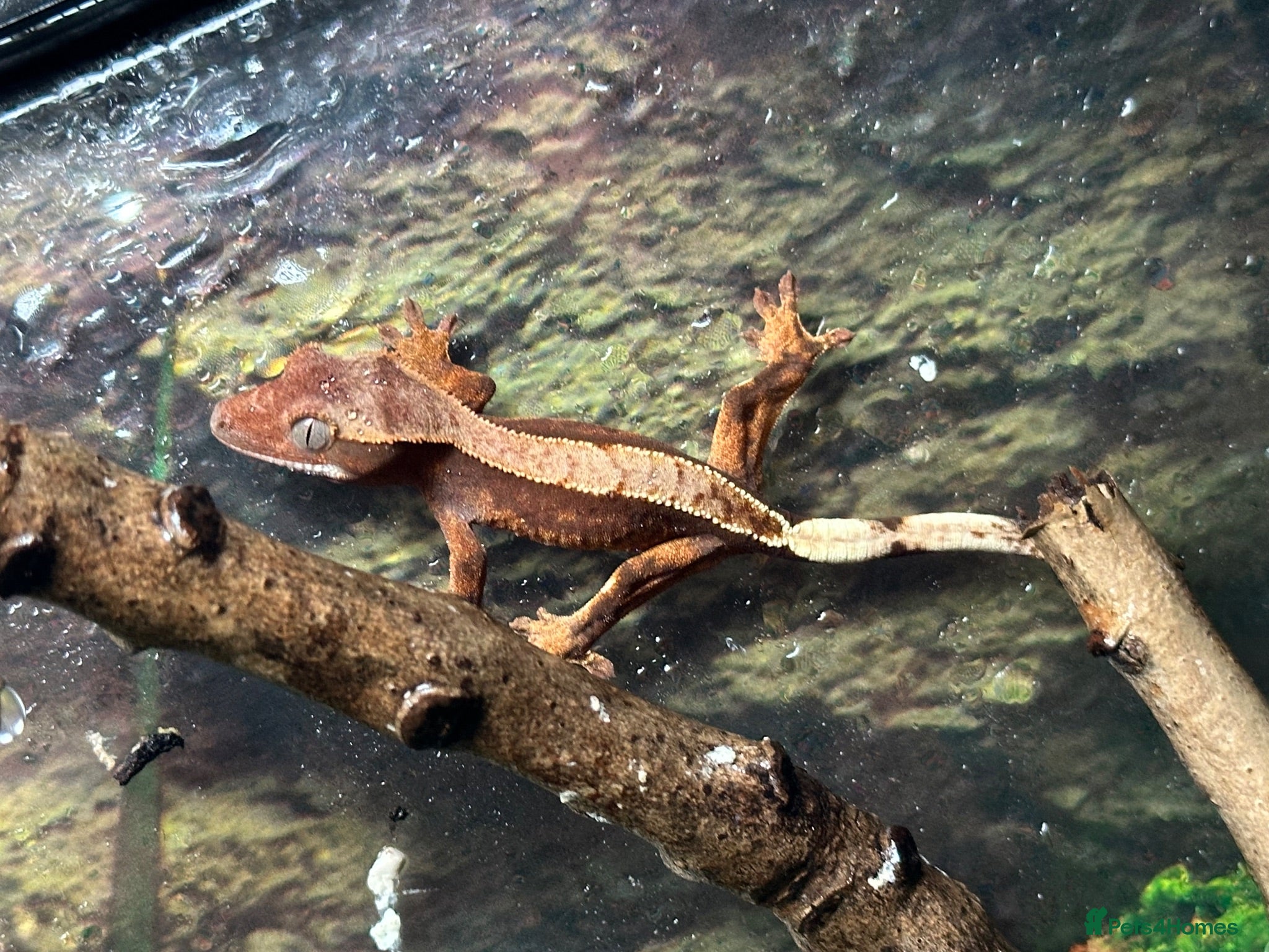 Gecko reptiles Baby Crested Geckos (Pinstripes & Red Harliquin) - Advert 2