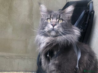 Maine Coon cats in London - Advert 28