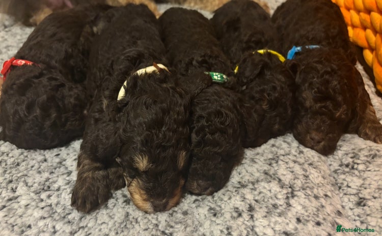 Cockapoo dogs Beautiful F2B Cockapoo Puppies - Advert 3