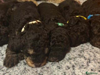 Cockapoo dogs Beautiful F2B Cockapoo Puppies - Advert 3