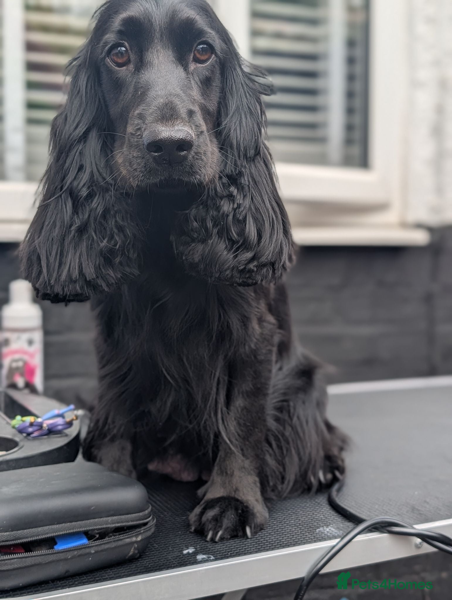 Cocker Spaniel dogs Pure breed cockers  - Advert 3