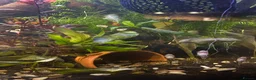 Bettas fish for sale: Established 30L tropical community tank inc betta - Advert 4