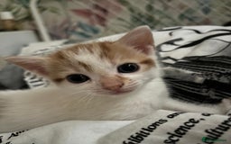 Mixed Breed cats for sale: Playful & Heartwarming 🎉 Kitten Alert! - Image 1