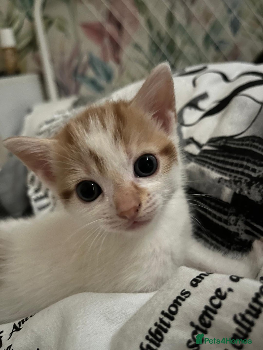 Mixed Breed cats for sale: Playful & Heartwarming 🎉 Kitten Alert! - Image 1