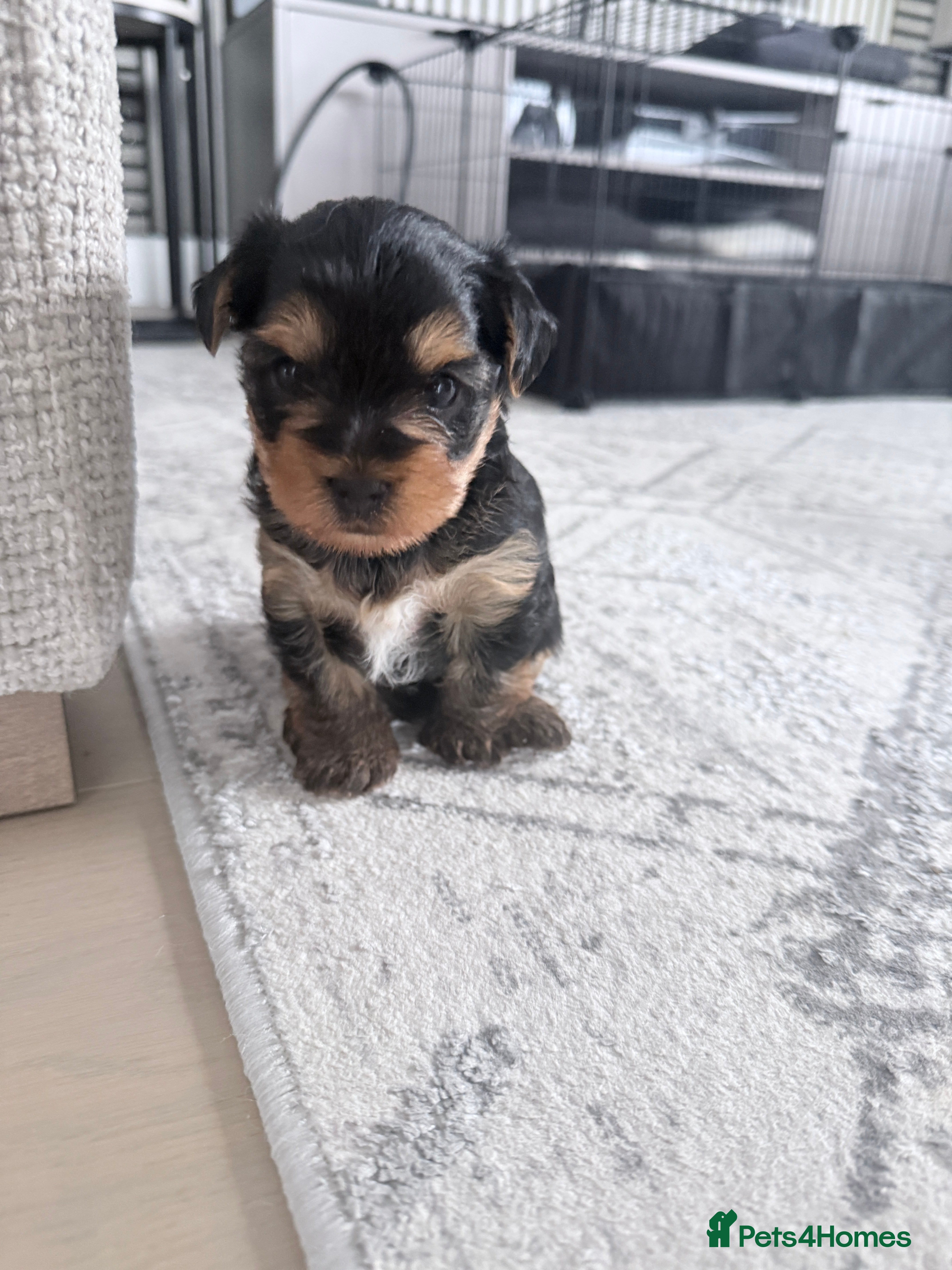 Yorkshire Terrier dogs Adorable “Bonnie” Yorkshire Terrier Puppy  - Advert 6