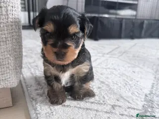 Yorkshire Terrier dogs Adorable “Bonnie” Yorkshire Terrier Puppy - Advert 6