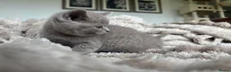 British Shorthair cats for sale: 🏆 British Shorthair Kittens🏆 - Advert 8