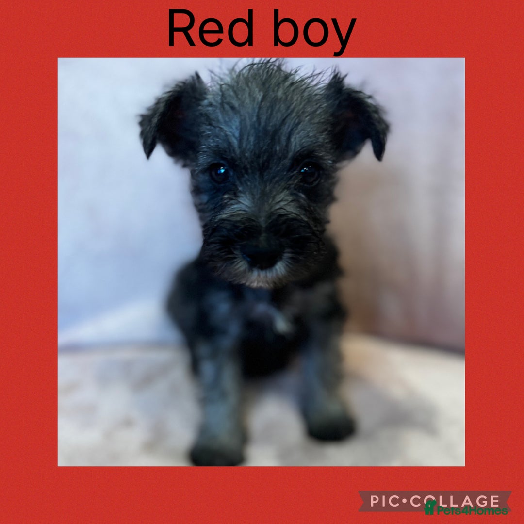 Miniature Schnauzer dogs for sale: Miniature Schnauzer Puppies  - Image 9