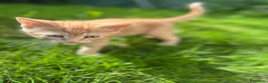 Mixed Breed Kitten 5