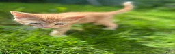 Mixed Breed cats for sale: Sphynx tortoiseshell mixed breed kittens - Advert 6