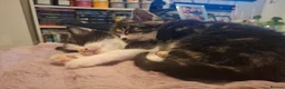 Domestic Shorthair cats for sale: Kittens  - Advert 1