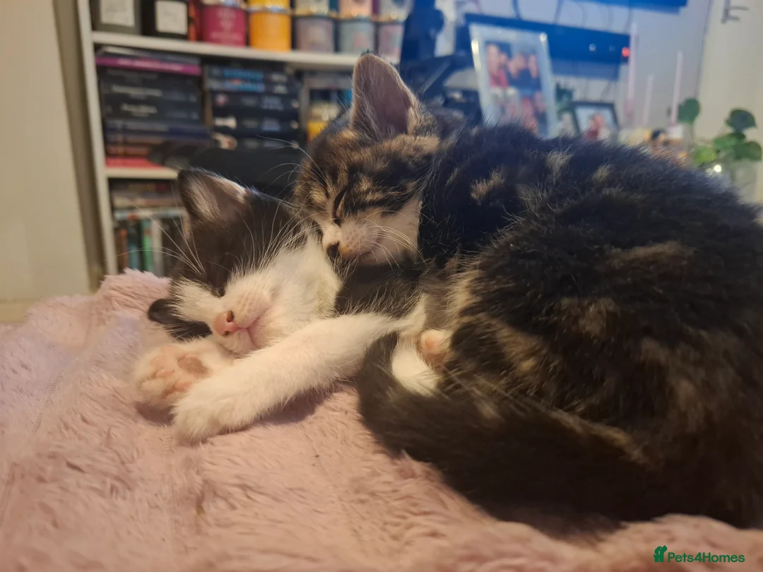 Domestic Shorthair cats for sale: Kittens  - Advert 1