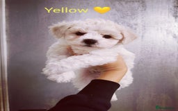 Bichon Frise dogs for sale: 🐶 Pure Bichon Frise Puppies for Sale! 🐶 - Image 3