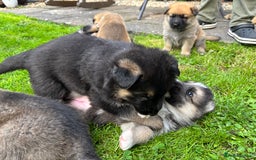 German Shepherd dogs for sale: German Shepherd puppies (Alsatian) - Image 5