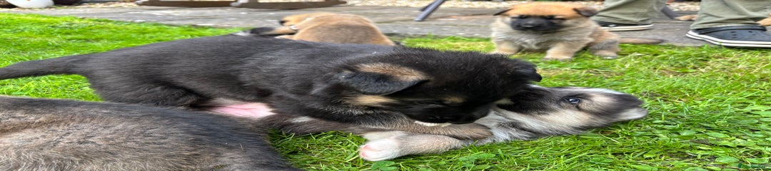 German Shepherd Puppy 6
