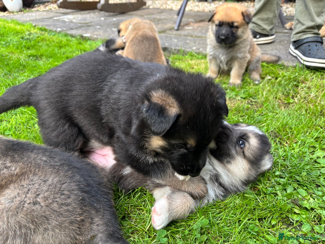 German Shepherd dogs for sale: German Shepherd puppies (Alsatian) - Image 5