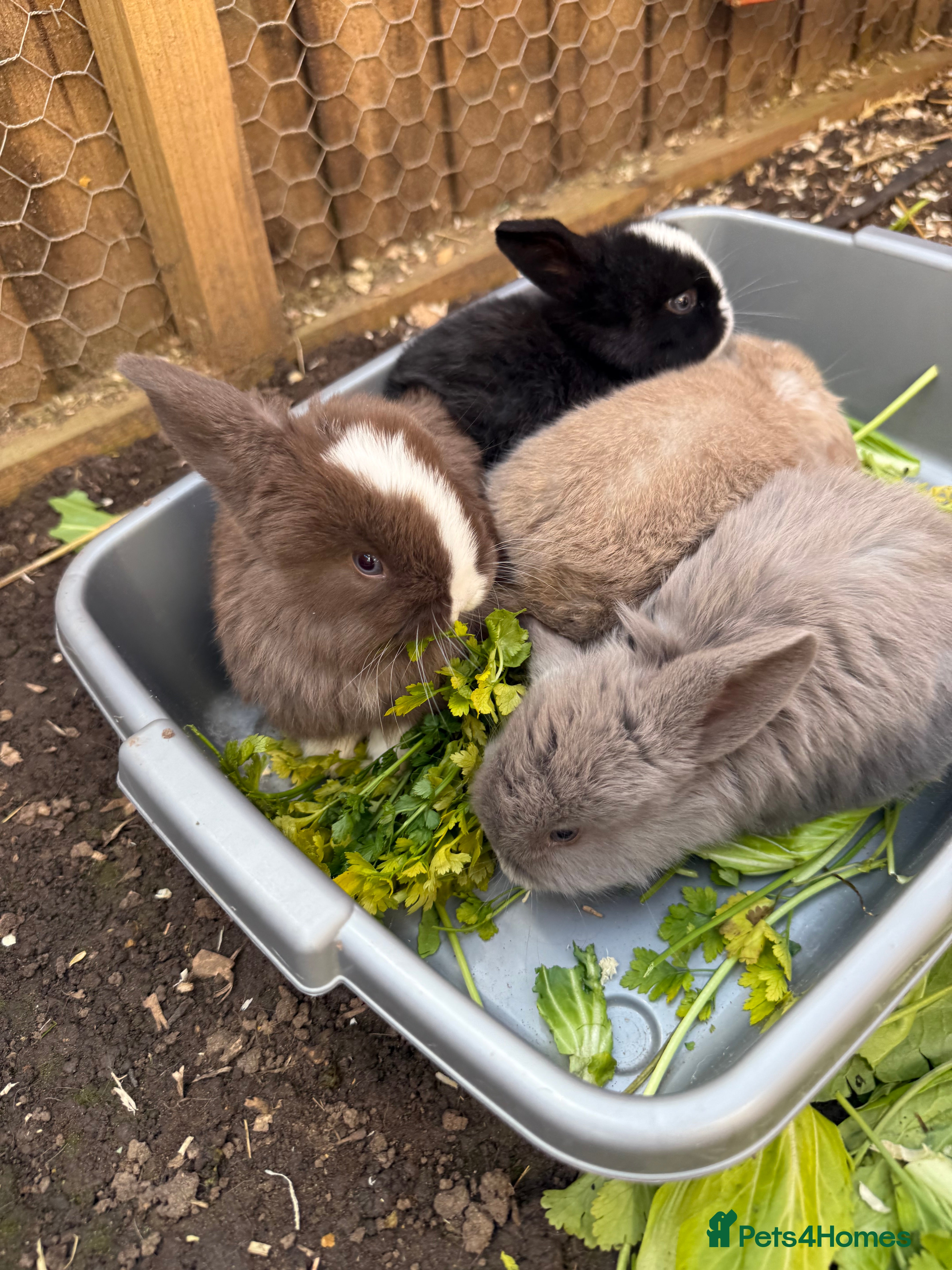 Mini Lop rabbits Mini Lop babies - Advert 2