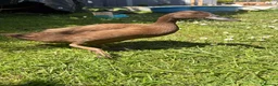 Ducks poultry for sale: 3 female khaki Campbell ducks  - Advert 5