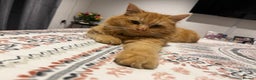 Mixed Breed cats for sale: Lovely Fluffy ginger male  - Advert 1