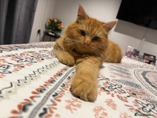 Mixed Breed cats Lovely Fluffy ginger male - Advert 14
