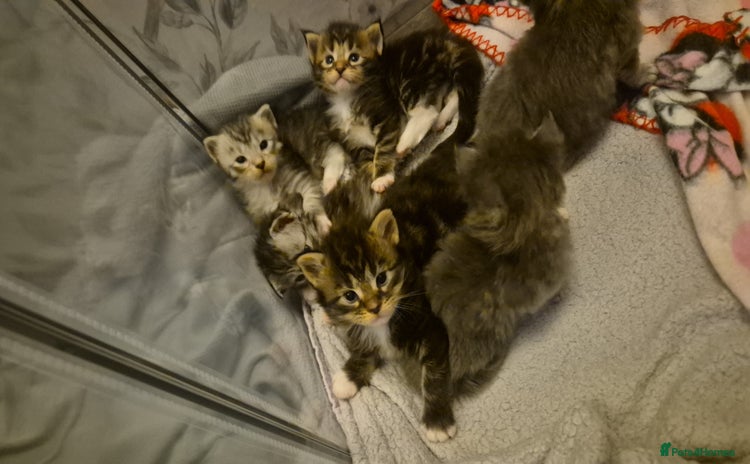 Maine Coon cats - Advert 1