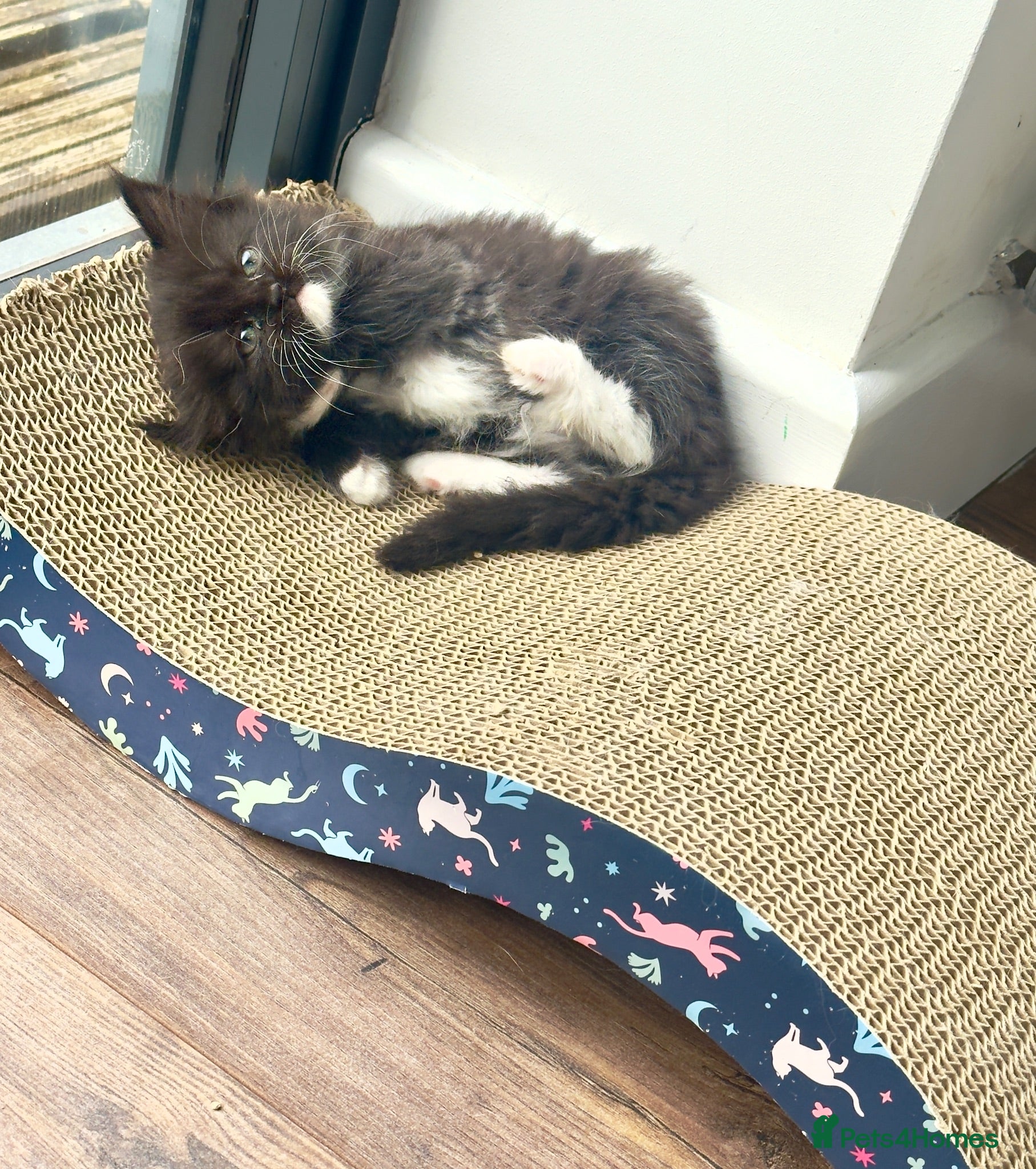Mixed Breed cats 1x Ragdoll x Turkish Angora kitten - Advert 1