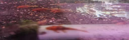 Plecos fish for sale: Super Red Blistlenose Pleco  - Advert 3