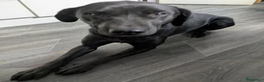 2yo black lab