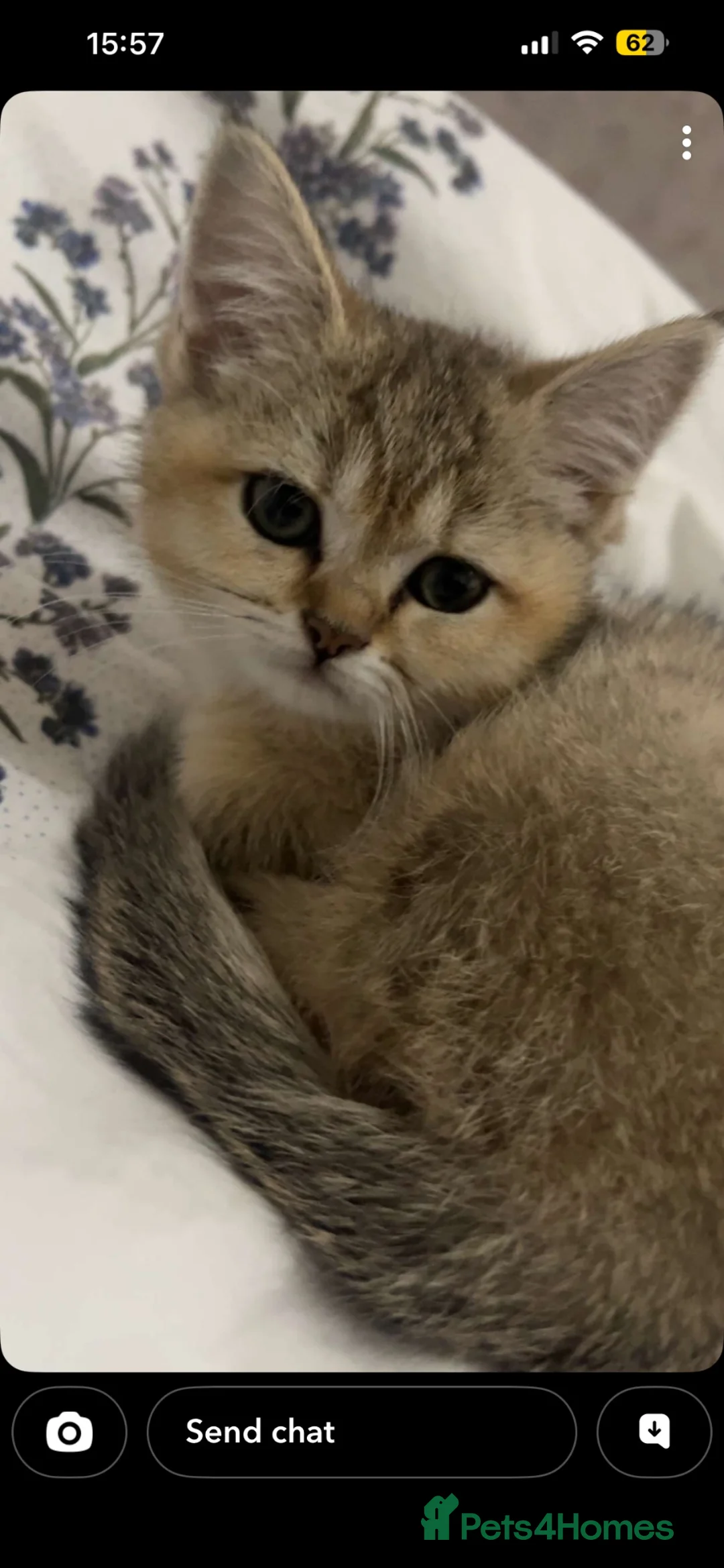 Scottish Fold cats for sale: Scottish straight kitten - Advert 3
