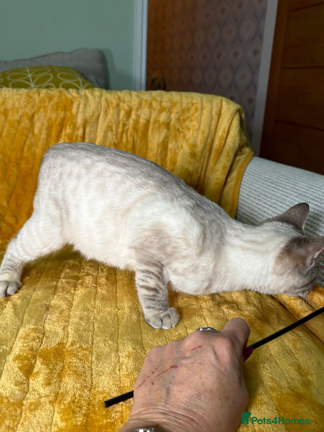 Bengal cats for sale: Breathtaking rare polydactyl snow leopard  - Advert 15