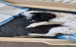 Miniature Poodle dogs for stud: KC TOY CHOCOLATE PHANTOM POODLE in Willenhall - Image 30