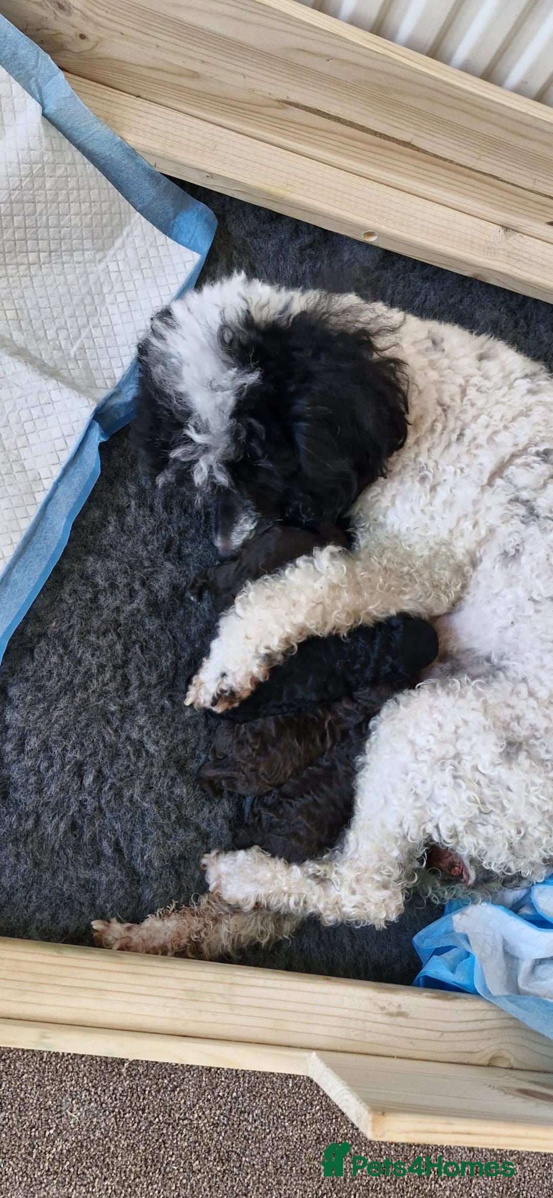 Miniature Poodle dogs for stud: KC TOY CHOCOLATE PHANTOM POODLE in Willenhall - Image 30